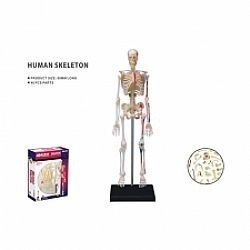 S��S� CU� ��