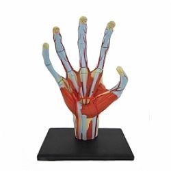 S��S� CU� ��